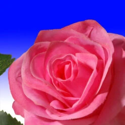 Christmas Central 72” Flower Decorated Artificial Garland 8 Christmas Central 72” Flower Decorated Artificial Garland -Christmas Central dnat ras 452301a 1 3 31409.1631812637